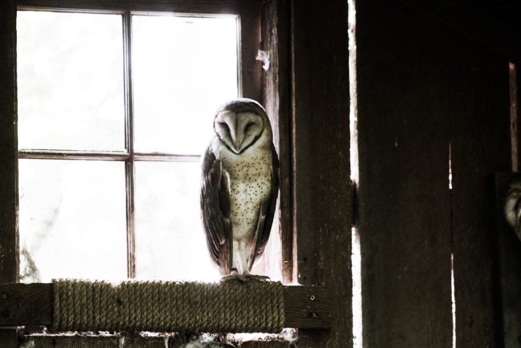 owl in barn window