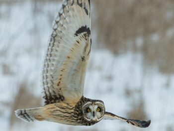 owl in flight