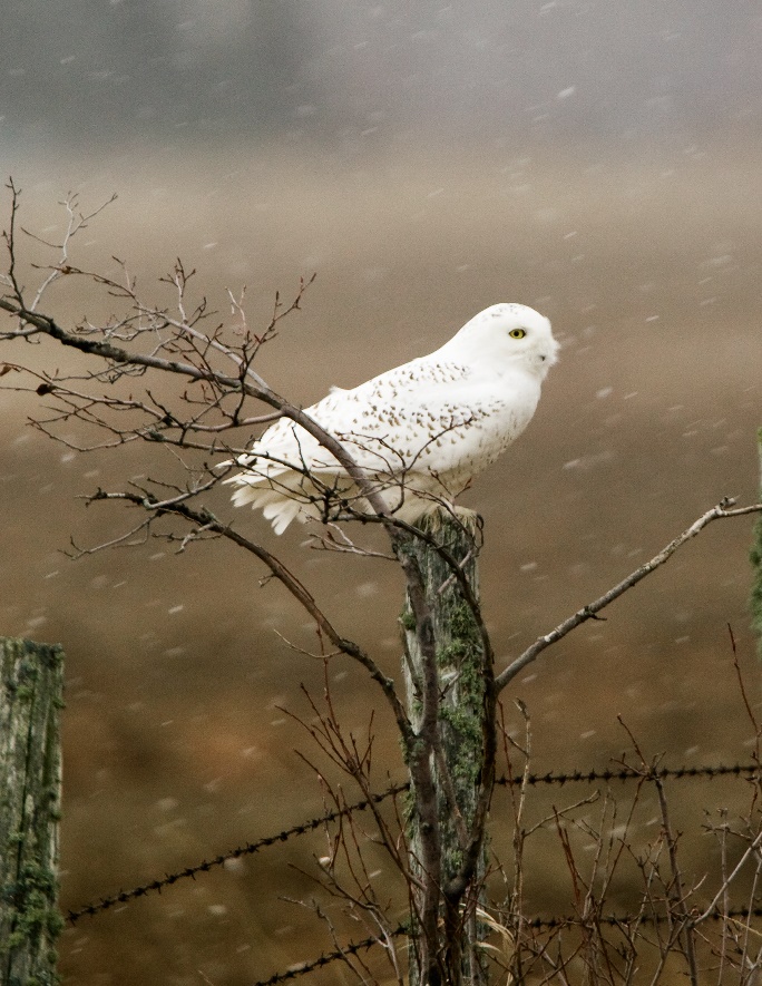 snowy owl on branch