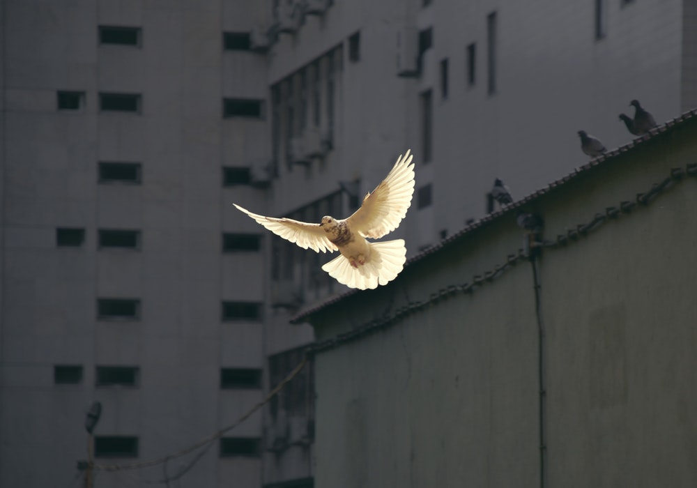 dove in flight