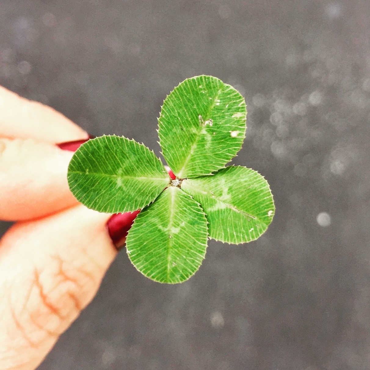 woman's hand holding 4-leaf clover